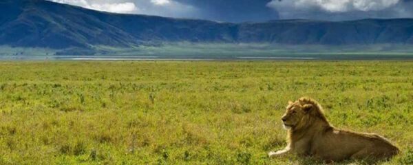 Ngorongoro